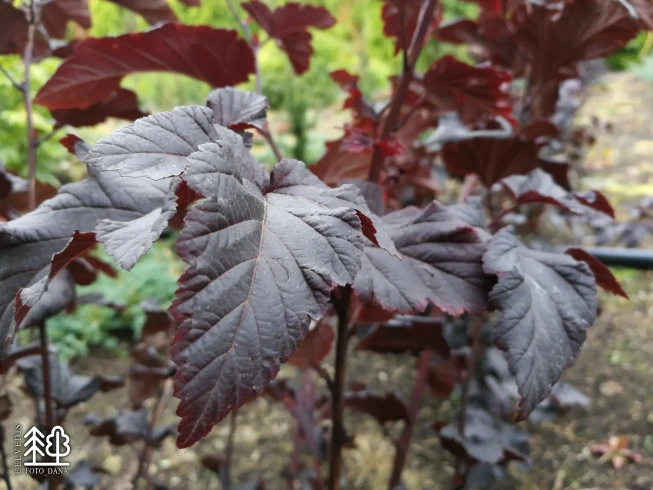 Physocarpus opulifolius   MIDNIGHT = 'Jonight'